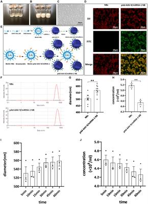 Functional evaluation of constructed pseudo-endogenous microRNA-targeted myocardial ultrasound nanobubble